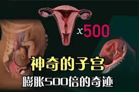 子宫的奥秘：竟能从橙子般大小膨胀至500倍，还有更多惊人的能力