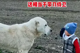 狗：少主虐我千百遍，我待少主如初恋视频封面