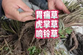 民间传统：胃痛草+虎掌草+响铃草一起煮鸡蛋作用大，你吃过吗？视频封面