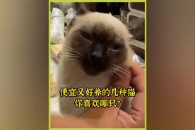 宠物解说：便宜又好养的几种猫，你喜欢哪只？ #宠物 #萌宠