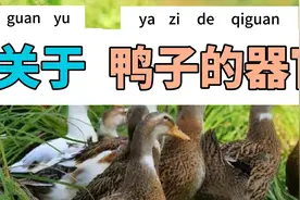 关于鸭子的器官视频封面