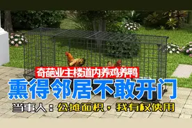 业主楼道内养鸡养鸭，熏得邻居怀疑人生，当事人：公摊面积我有份视频封面