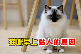 真相了！猫咪早上粘人，原来是这3个原因！