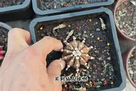 仙人球种上不生根，干瘪枯死，原因很简单，绝对不能太懒视频封面