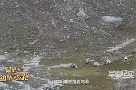 狼出没？！巡逻路上，边防官兵直面野狼……视频封面