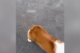 车主要求狗主擦轮胎尿记遭拒后砸狗视频封面