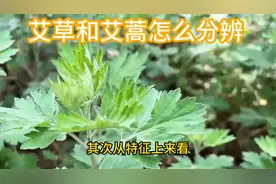 艾草和艾蒿怎么分辨视频封面