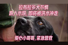 拉布拉多犬不慎跌入水坝，即将被洪水冲走，小哥紧急营救视频封面