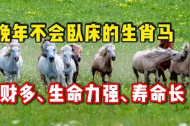晚年不会卧床的生肖马,钱财多､生命力强､寿命长视频封面