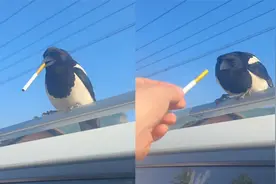 婚车迎亲偶遇喜鹊落车顶，男子爆笑上前递烟，喜鹊不客气直接叼住视频封面