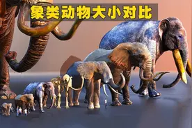 象类动物大小对比，最大高度超过5米