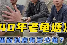 花60万包下40年的老龟塘，看看里面的龟到底长到多大了视频封面