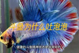 斗鱼为什么吐泡泡 是因为水中缺氧