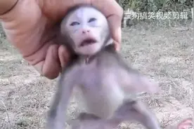 把两只膏药猴放到一块