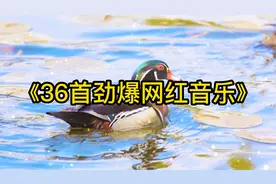 2021年热播嗨曲串烧《36首劲爆网红音乐》快来一起收藏欣赏吧
