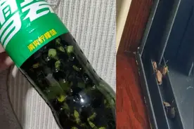 浙江多地遭“臭屁虫”入侵，有人扫出几斤！网友称可当药材卖视频封面