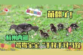 萌翻了！杭州西湖鸳鸯宝宝“手拉手”过马路