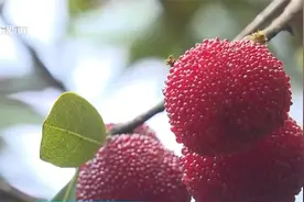 潮州夏日尝鲜！文祠杨梅熟了