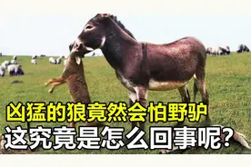 动物界被小瞧的“大佬”野驴，连野狼都不敢招惹，究竟怎么回事？视频封面