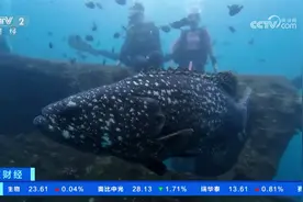 海南三亚：超百斤重巨型石斑鱼现身海洋牧场视频封面