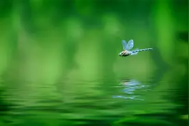 84.胸部-心的外形和血管解剖