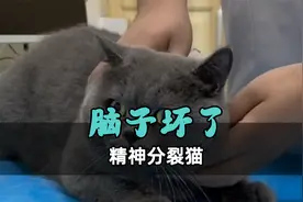 精神分裂猫，撞一下把脑子撞坏了