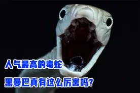 人气最高的毒蛇，黑曼巴真有这么厉害吗？我看不过如此！视频封面