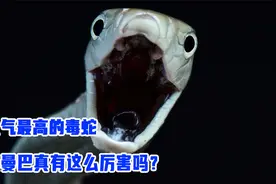 人气最高的毒蛇，黑曼巴真有这么厉害吗？我看不过如此！视频封面