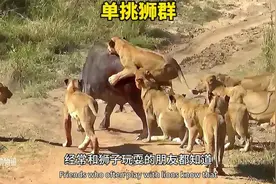 狂野大牛王单挑狮群 #狮子野牛大战#野牛大战狮子#动物世界视频封面