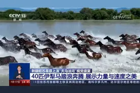 新疆昭苏 特克斯河上演“天马浴河” 骏马踏浪奔腾