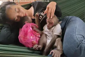 这两只猴子也太幸福了，被美女抱着睡觉，猴子能不睡着嘛视频封面