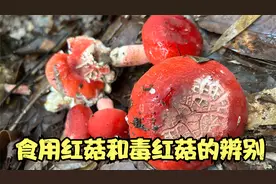 食用红菇和毒红菇的辨别