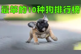 最笨的10种狗排行榜，你家的爱犬会不会也在这个榜单中呢？