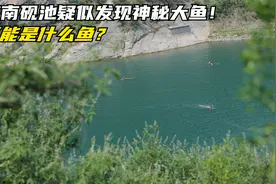 济南砚池疑似发现神秘大鱼！体长超过2米，可能是什么鱼？视频封面