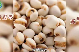 健康课堂 | 薏米的功效与作用视频封面