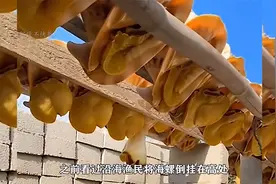 超大的海螺竟被渔民如此取肉，真是难得一见！