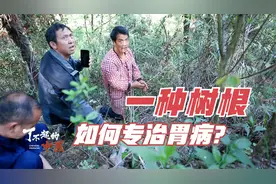 一个民间家传方如何专治胃病？这种稀少的树根，为何必须配合蒸酒视频封面