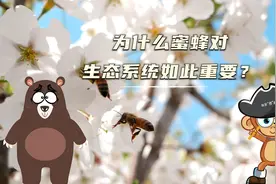【科学“齐”遇记】为什么蜜蜂对生态系统如此重要？视频封面