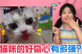 小猫咪的好奇心有多强？口红涂脸有多爽，谁的爪子被螃蟹“夹掉”视频封面