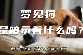 梦见狗是什么预兆？周公解梦告诉你答案！视频封面