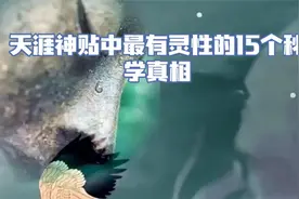 让人难以理解15个玄学真相！若能理解，必将醒悟视频封面