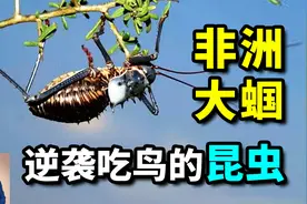 非洲大蝈：身为昆虫，竟然上树捕鸟吃！比金蝉更诱人却泛滥成灾！视频封面