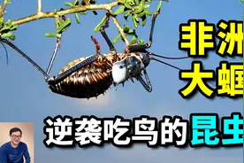 非洲大蝈：身为昆虫，竟然上树捕鸟吃！比金蝉更诱人却泛滥成灾！视频封面