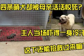 阳仔接生四条萌犬，狗宝却被亲生母亲活活咬死，这下还能抢救嘛？视频封面