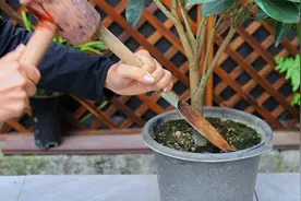 谨记这个技巧，就能让你茶花一年四季生长旺盛-开花多视频封面