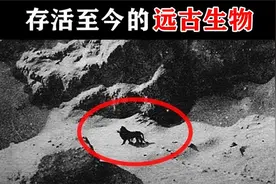 西伯利亚拍到活体猛犸象？被认为灭绝后又重新出现