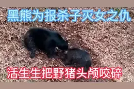 野猪被黑熊报复，战况惨烈#动物世界视频封面