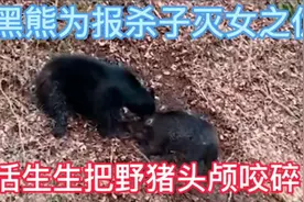 野猪被黑熊报复，战况惨烈#动物世界视频封面