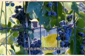 探探上直接约的可以信吗？有比探探更好约的吗视频封面