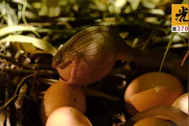 食蛋蛇上演吞蛋全过程，母鸡直接被吓傻，刚想逃跑又被狞猫猎杀